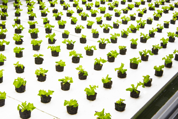 Nordetect’s system to monitor soil and water for indoor agriculture raises seed funding – TechCrunch