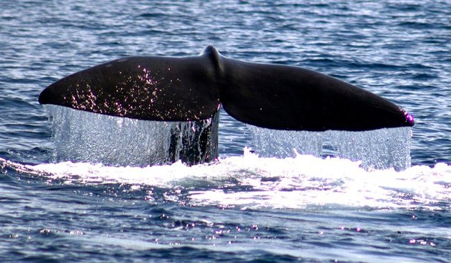 Research from N.S. prof suggests sperm whales taught each other how to avoid whalers