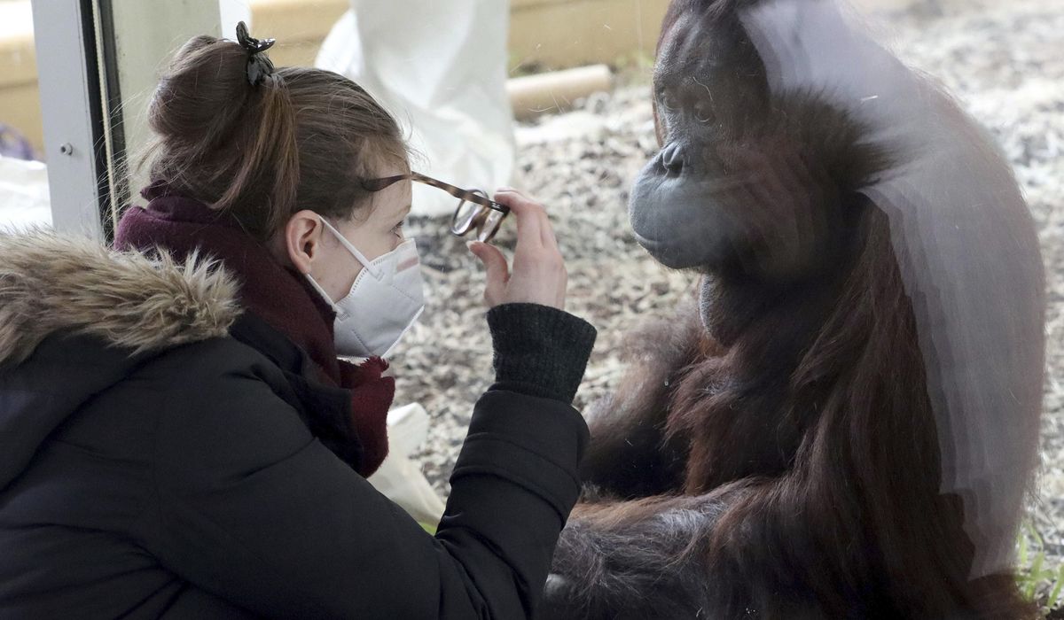 Zoos, scientists aim to curb people giving virus to animals